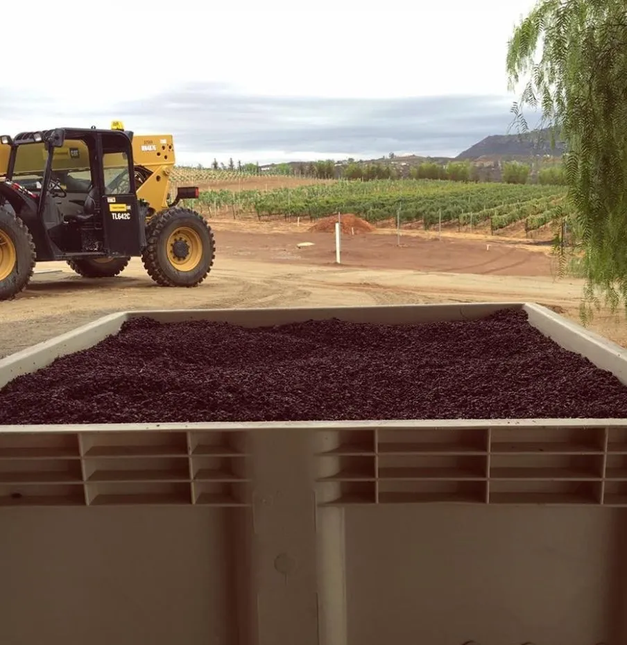 The Wine, vineyard and program photography